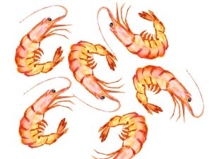 複数のエビ